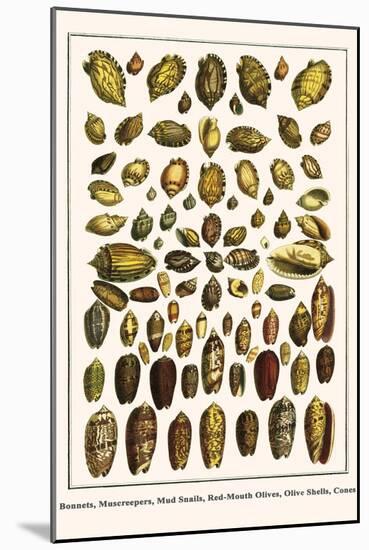 Bonnets, Muscreepers, Mud Snails, Red-Mouth Olives, Olive Shells, Cones-Albertus Seba-Mounted Art Print