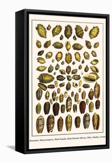 Bonnets, Muscreepers, Mud Snails, Red-Mouth Olives, Olive Shells, Cones-Albertus Seba-Framed Stretched Canvas