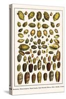 Bonnets, Muscreepers, Mud Snails, Red-Mouth Olives, Olive Shells, Cones-Albertus Seba-Stretched Canvas