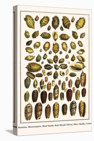 Bonnets, Muscreepers, Mud Snails, Red-Mouth Olives, Olive Shells, Cones-Albertus Seba-Stretched Canvas