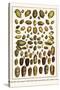 Bonnets, Muscreepers, Mud Snails, Red-Mouth Olives, Olive Shells, Cones-Albertus Seba-Stretched Canvas