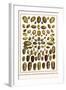 Bonnets, Muscreepers, Mud Snails, Red-Mouth Olives, Olive Shells, Cones-Albertus Seba-Framed Art Print