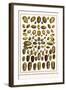 Bonnets, Muscreepers, Mud Snails, Red-Mouth Olives, Olive Shells, Cones-Albertus Seba-Framed Art Print