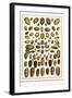 Bonnets, Muscreepers, Mud Snails, Red-Mouth Olives, Olive Shells, Cones-Albertus Seba-Framed Art Print