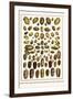 Bonnets, Muscreepers, Mud Snails, Red-Mouth Olives, Olive Shells, Cones-Albertus Seba-Framed Art Print