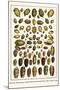 Bonnets, Muscreepers, Mud Snails, Red-Mouth Olives, Olive Shells, Cones-Albertus Seba-Mounted Art Print