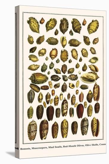 Bonnets, Muscreepers, Mud Snails, Red-Mouth Olives, Olive Shells, Cones-Albertus Seba-Stretched Canvas