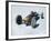 Bonneville Hot Rod Meet at the Bonneville Salt Flats in Utah-J^ R^ Eyerman-Framed Photographic Print