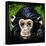 Bonobo Monkey-null-Framed Stretched Canvas