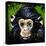 Bonobo Monkey-null-Stretched Canvas