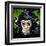 Bonobo Monkey-null-Framed Art Print