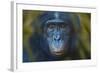 Bonobo (Pan Paniscus) Captive, Portrait, Occurs In The Congo Basin. Leaves Digitally Added-Ernie Janes-Framed Photographic Print