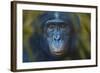 Bonobo (Pan Paniscus) Captive, Portrait, Occurs In The Congo Basin. Leaves Digitally Added-Ernie Janes-Framed Photographic Print