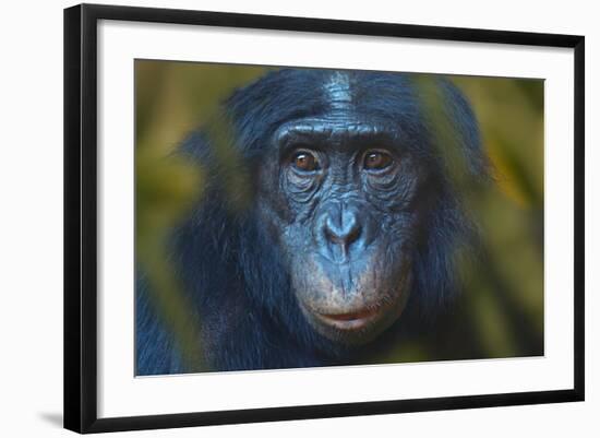 Bonobo (Pan Paniscus) Captive, Portrait, Occurs In The Congo Basin. Leaves Digitally Added-Ernie Janes-Framed Photographic Print