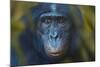 Bonobo (Pan Paniscus) Captive, Portrait, Occurs In The Congo Basin. Leaves Digitally Added-Ernie Janes-Mounted Photographic Print