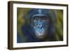 Bonobo (Pan Paniscus) Captive, Portrait, Occurs In The Congo Basin. Leaves Digitally Added-Ernie Janes-Framed Photographic Print