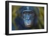 Bonobo (Pan Paniscus) Captive, Portrait, Occurs In The Congo Basin. Leaves Digitally Added-Ernie Janes-Framed Photographic Print