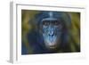 Bonobo (Pan Paniscus) Captive, Portrait, Occurs In The Congo Basin. Leaves Digitally Added-Ernie Janes-Framed Photographic Print