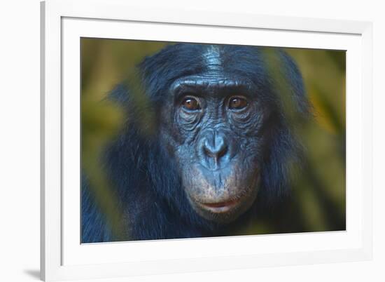 Bonobo (Pan Paniscus) Captive, Portrait, Occurs In The Congo Basin. Leaves Digitally Added-Ernie Janes-Framed Photographic Print