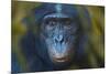 Bonobo (Pan Paniscus) Captive, Portrait, Occurs In The Congo Basin. Leaves Digitally Added-Ernie Janes-Mounted Photographic Print