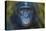 Bonobo (Pan Paniscus) Captive, Portrait, Occurs In The Congo Basin. Leaves Digitally Added-Ernie Janes-Stretched Canvas