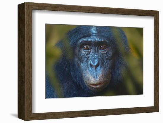 Bonobo (Pan Paniscus) Captive, Portrait, Occurs In The Congo Basin. Leaves Digitally Added-Ernie Janes-Framed Photographic Print