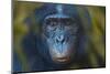 Bonobo (Pan Paniscus) Captive, Portrait, Occurs In The Congo Basin. Leaves Digitally Added-Ernie Janes-Mounted Photographic Print