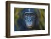 Bonobo (Pan Paniscus) Captive, Portrait, Occurs In The Congo Basin. Leaves Digitally Added-Ernie Janes-Framed Premium Photographic Print