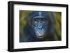 Bonobo (Pan Paniscus) Captive, Portrait, Occurs In The Congo Basin. Leaves Digitally Added-Ernie Janes-Framed Premium Photographic Print