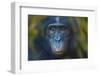 Bonobo (Pan Paniscus) Captive, Portrait, Occurs In The Congo Basin. Leaves Digitally Added-Ernie Janes-Framed Premium Photographic Print