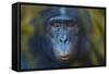 Bonobo (Pan Paniscus) Captive, Portrait, Occurs In The Congo Basin. Leaves Digitally Added-Ernie Janes-Framed Stretched Canvas