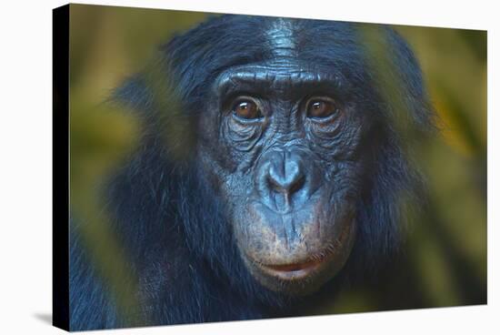 Bonobo (Pan Paniscus) Captive, Portrait, Occurs In The Congo Basin. Leaves Digitally Added-Ernie Janes-Stretched Canvas