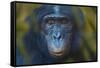 Bonobo (Pan Paniscus) Captive, Portrait, Occurs In The Congo Basin. Leaves Digitally Added-Ernie Janes-Framed Stretched Canvas