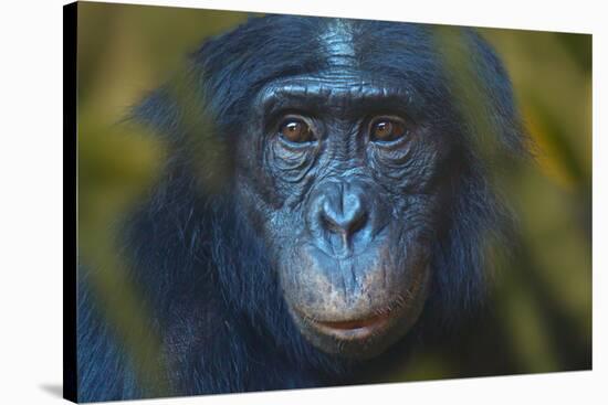 Bonobo (Pan Paniscus) Captive, Portrait, Occurs In The Congo Basin. Leaves Digitally Added-Ernie Janes-Stretched Canvas