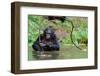 Bonobo ( Pan Paniscus)   Portrait.-SURZ-Framed Photographic Print