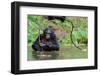 Bonobo ( Pan Paniscus)   Portrait.-SURZ-Framed Photographic Print