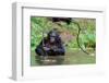 Bonobo ( Pan Paniscus)   Portrait.-SURZ-Framed Photographic Print