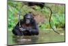 Bonobo ( Pan Paniscus)   Portrait.-SURZ-Mounted Photographic Print