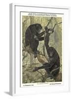 Bonobo Pygmy Chimpanzee-null-Framed Art Print