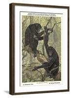 Bonobo Pygmy Chimpanzee-null-Framed Art Print