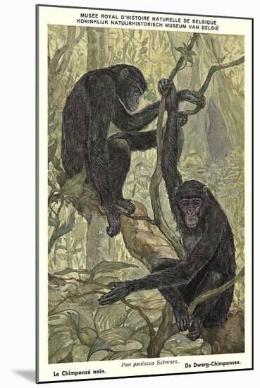 Bonobo Pygmy Chimpanzee-null-Mounted Art Print