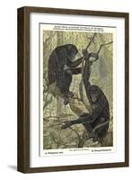 Bonobo Pygmy Chimpanzee-null-Framed Art Print