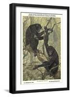 Bonobo Pygmy Chimpanzee-null-Framed Art Print