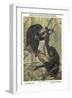 Bonobo Pygmy Chimpanzee-null-Framed Art Print