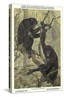 Bonobo Pygmy Chimpanzee-null-Stretched Canvas