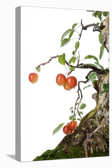 Bonsai Apple-Fabio Petroni-Stretched Canvas