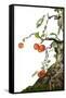 Bonsai Apple-Fabio Petroni-Framed Stretched Canvas