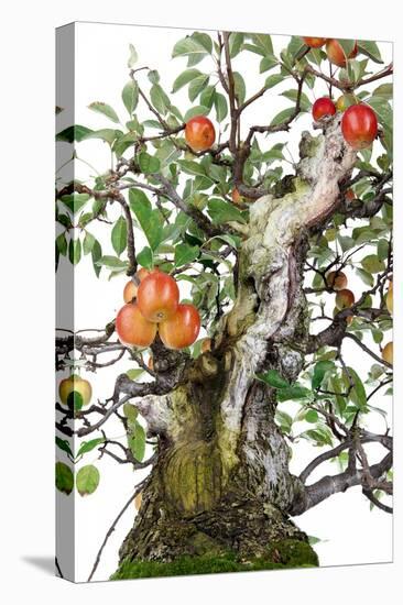 Bonsai Apple-Fabio Petroni-Stretched Canvas