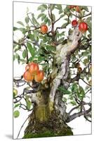 Bonsai Apple-Fabio Petroni-Mounted Premium Photographic Print