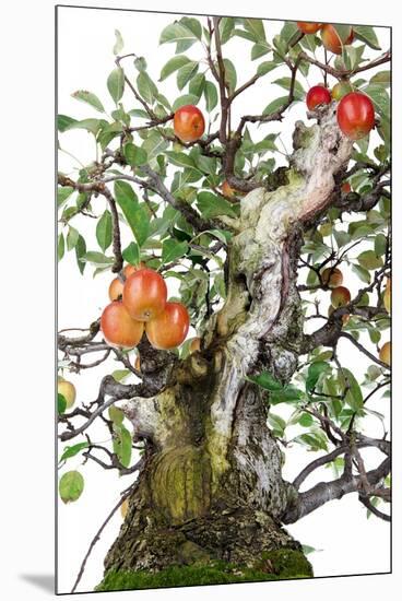 Bonsai Apple-Fabio Petroni-Mounted Premium Photographic Print